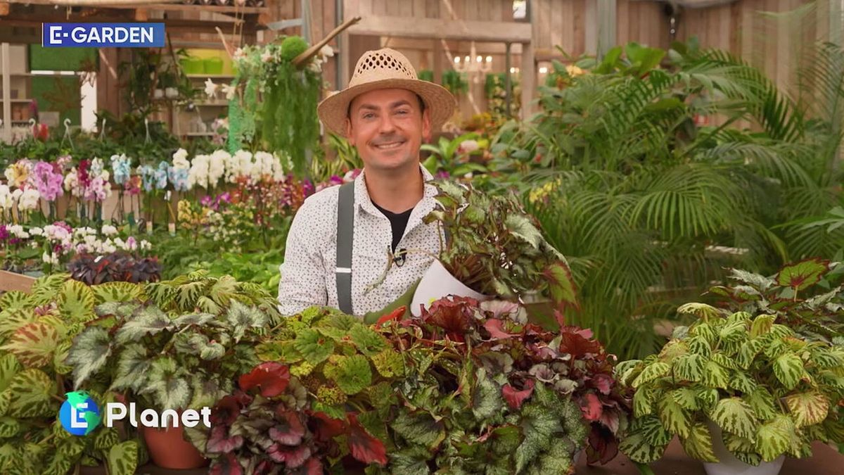 E-Garden: le begonie