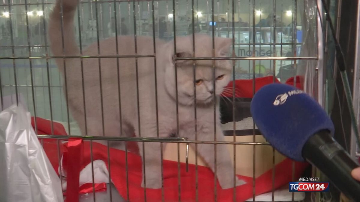 18.00 SUPER CAT SHOW SRV