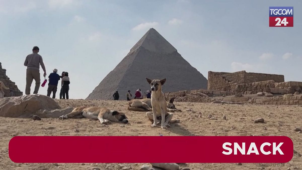 Egitto, a Giza i cani randagi diventano un'attrazione turistica