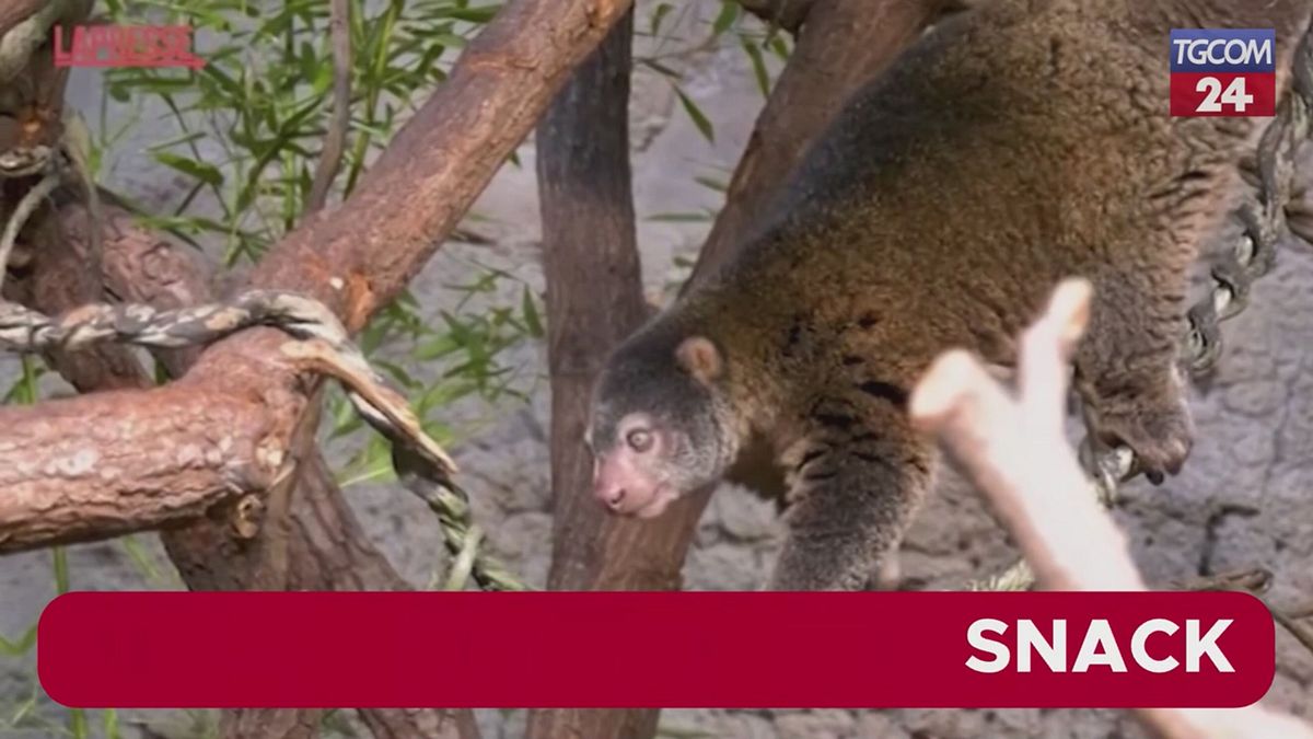 Allo zoo di Berlino la famiglia di cuschi orsini si allarga: dal marsupio spunta un cucciolo