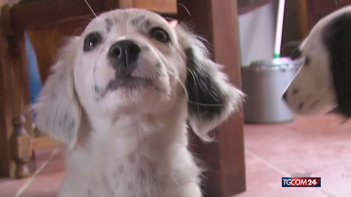 18.30 MENO TASSE SE ADOTTI UN CANE