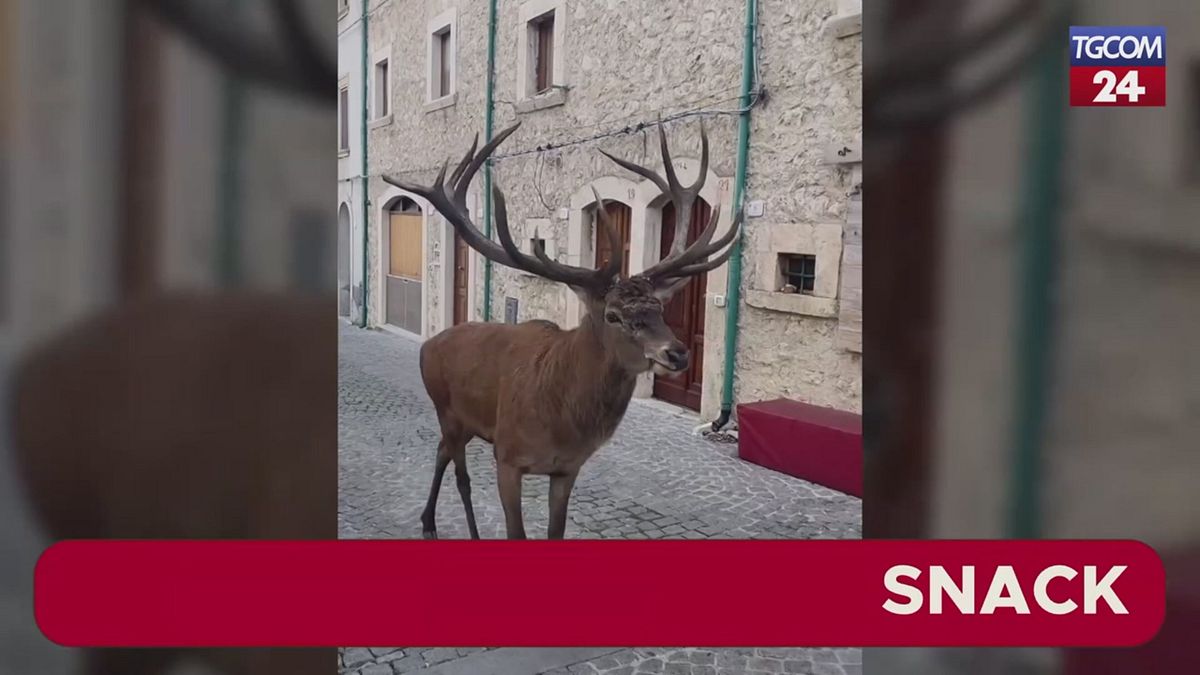 Abruzzo, per le vie del piccolo borgo spunta un cervo