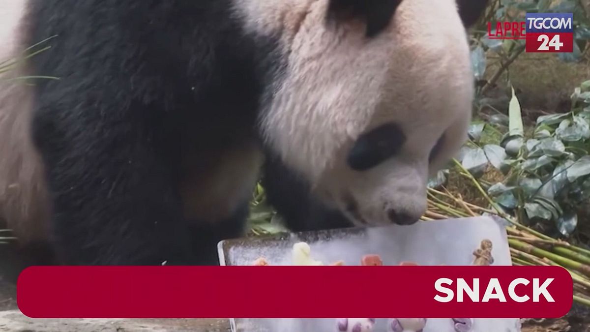 Hong Kong, dolcetti ghiacciati per il primo Natale nello zoo della coppia di panda giganti