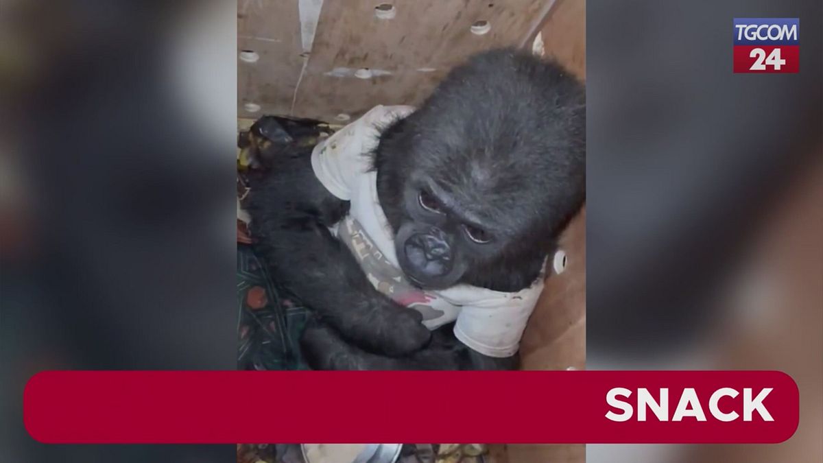 Istanbul, in aeroporto scoperto un cucciolo di gorilla destinato al contrabbando