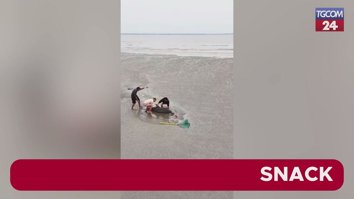 Cina, il salvataggio di un delfino arenato sulla riva del fiume