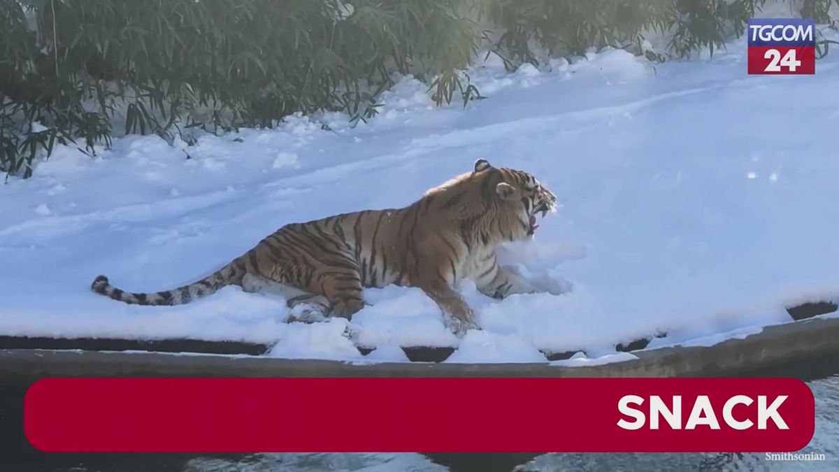 A Washington è arrivata la neve, gli animali  dello zoo tra giochi e relax