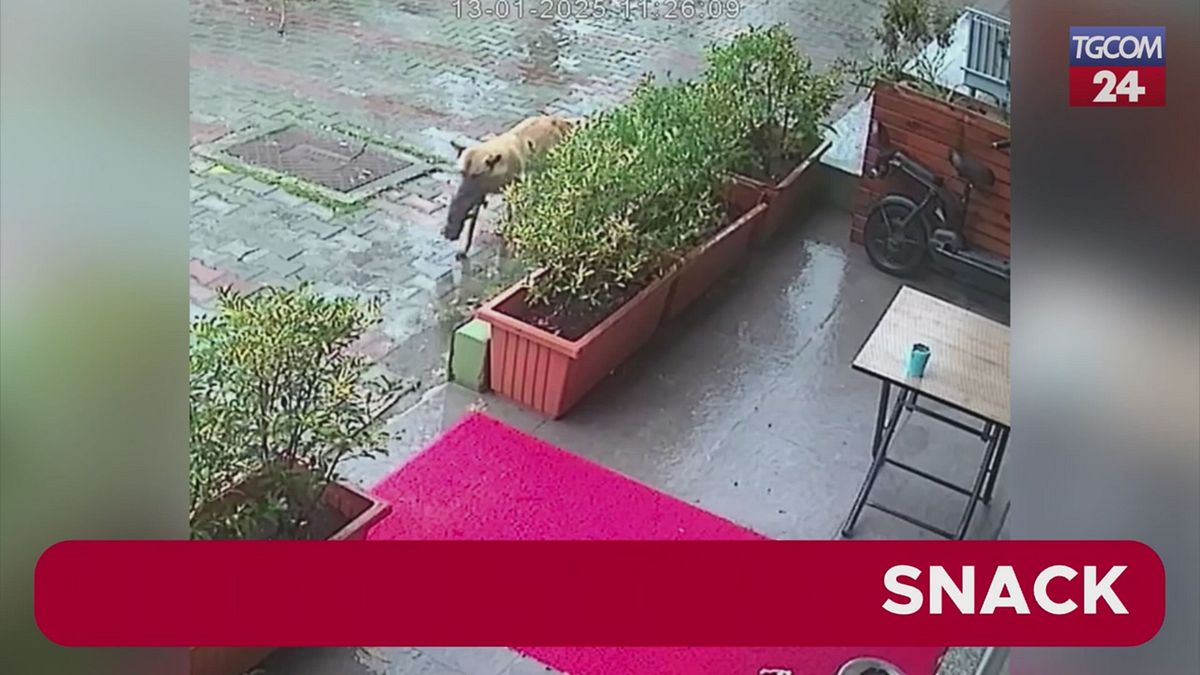 Turchia, il cucciolo sta male: la mamma lo porta da sola dal veterinario