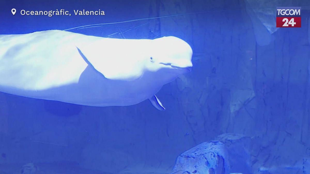 Valencia, il parco oceanografico diventa l'unico centro in tutta Europa con i beluga