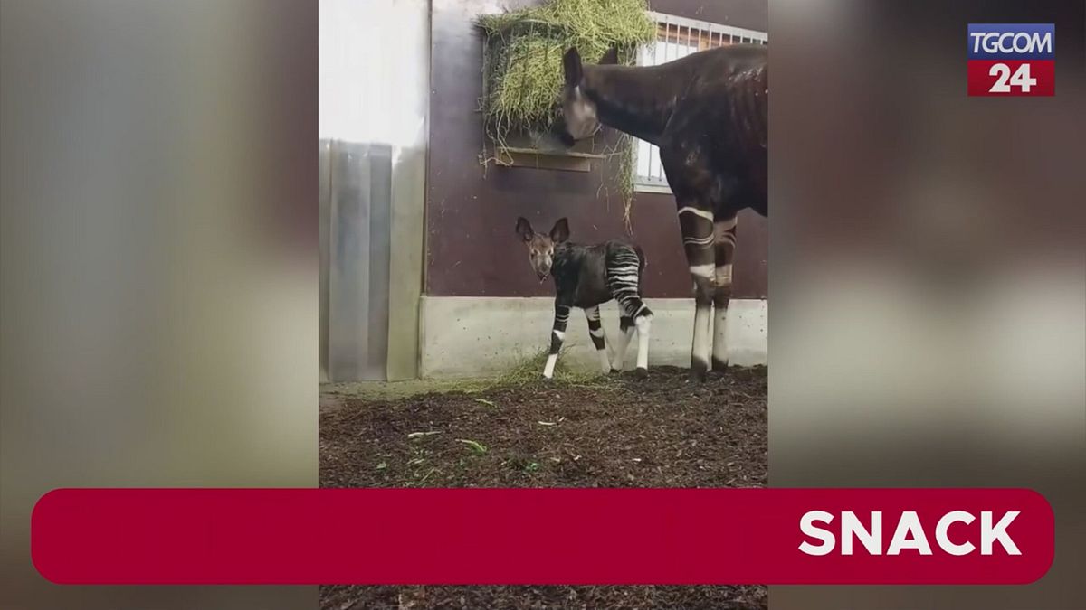 Fiocco rosa allo zoo di Francoforte per l'arrivo di Fioti, il cucciolo di okapi