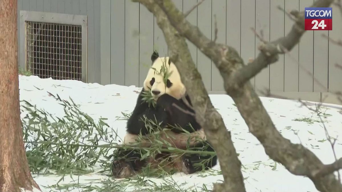 I panda giganti Bao Li e Qing Bao fanno il loro debutto pubblico allo zoo di Washington