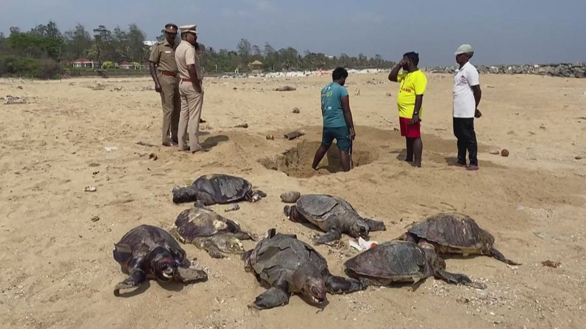 Tartarughe marine morte sulle coste dell'India, volontari le seppelliscono