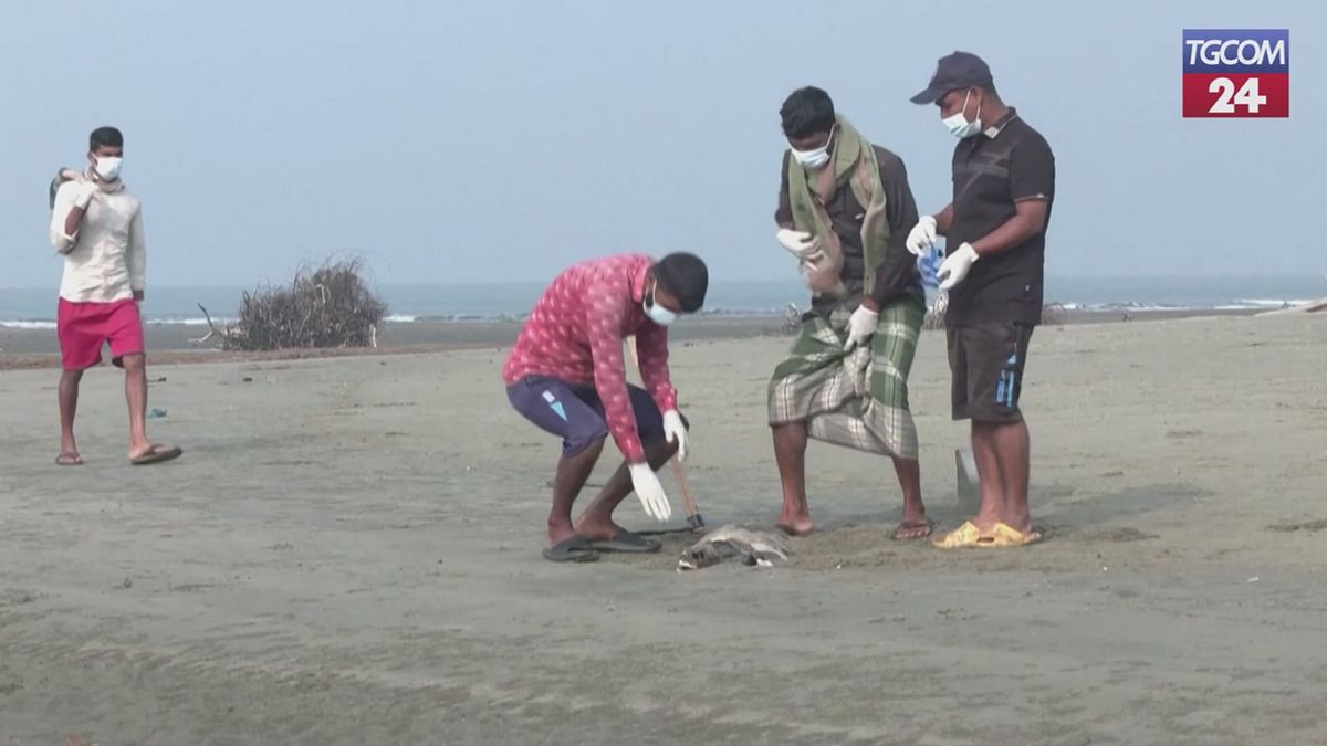 Strage di tartarughe sulle coste del Bangladesh