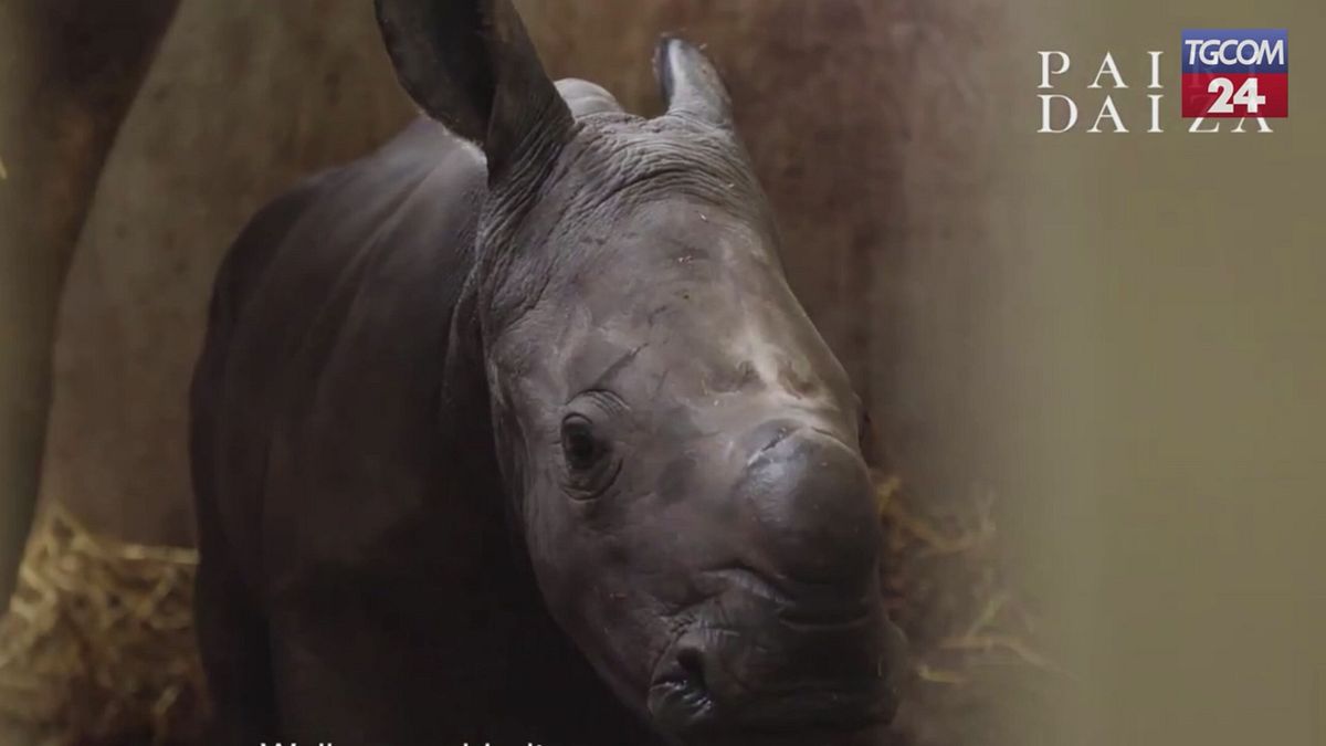 Belgio, lo zoo festeggia la nascita di un rinoceronte bianco