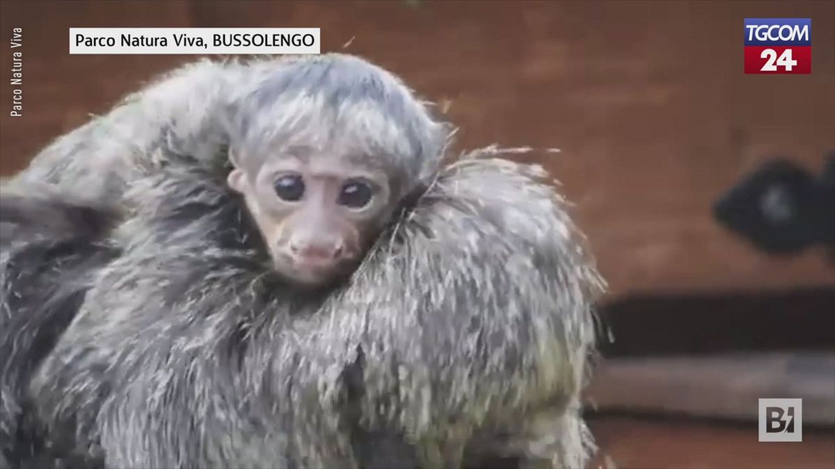 Bussolengo, la più popolosa colonia di saki in Italia festeggia una new entry