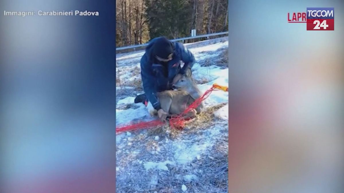 Vicenza, capriolo resta incastrato nella rete delle piste da sci: salvato dai carabinieri