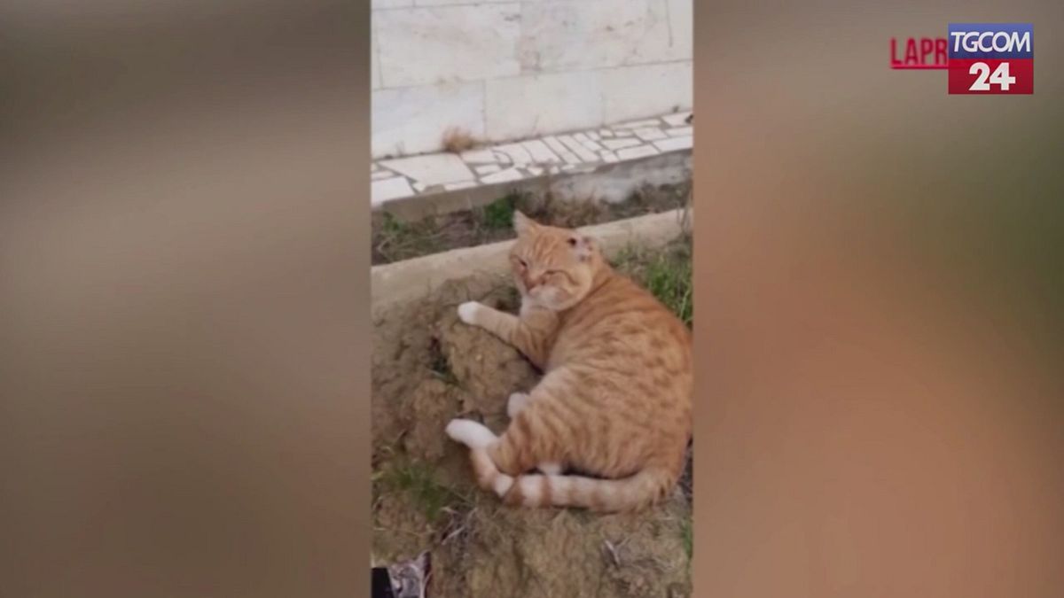 Hachiko, il gatto che ha vissuto sette anni sulla tomba del padrone