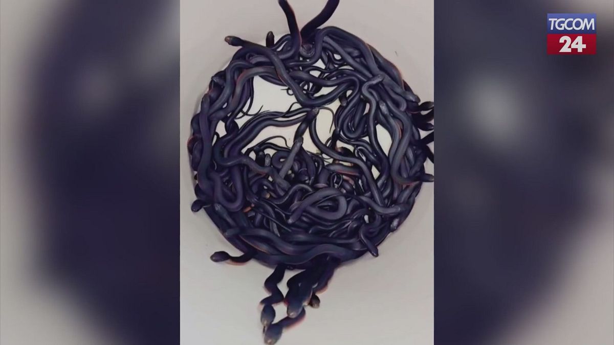 Australia, trova 100 serpenti nel giardino di casa