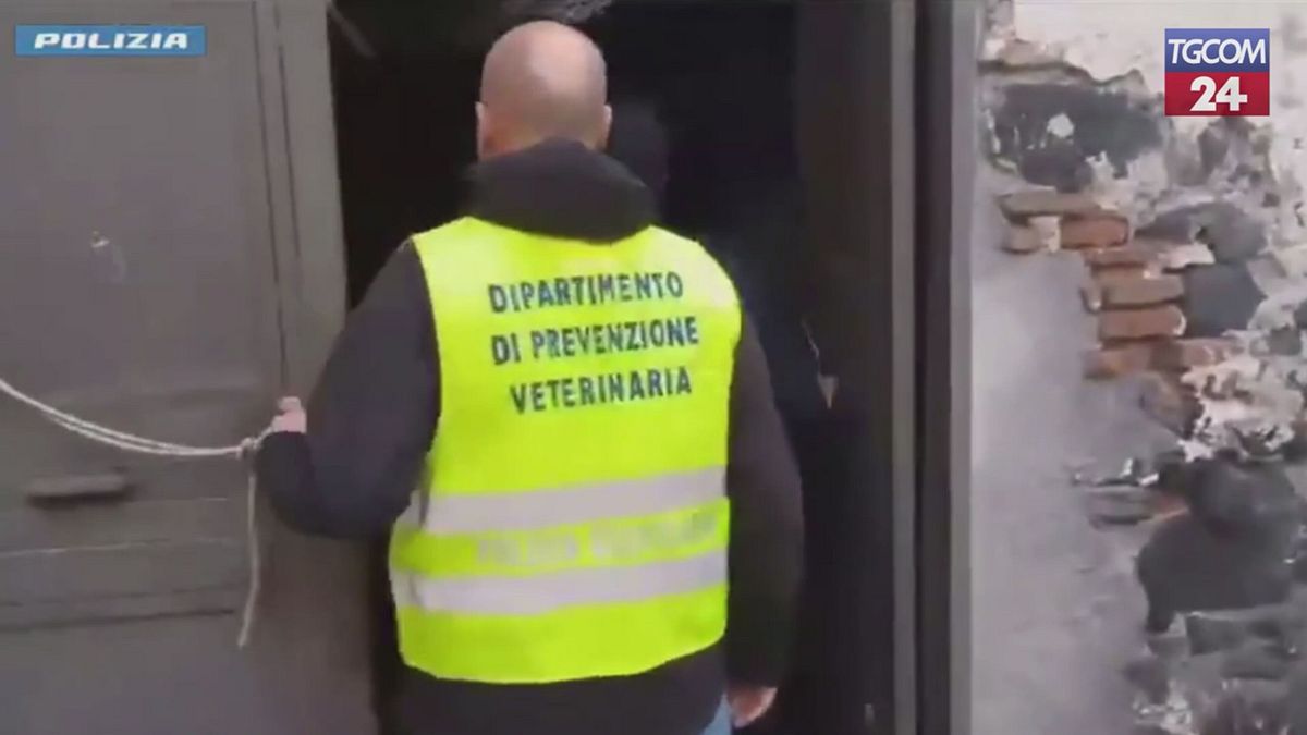 Catania, cavalla segregata al buio senza acqua né cibo: denunciato 67enne