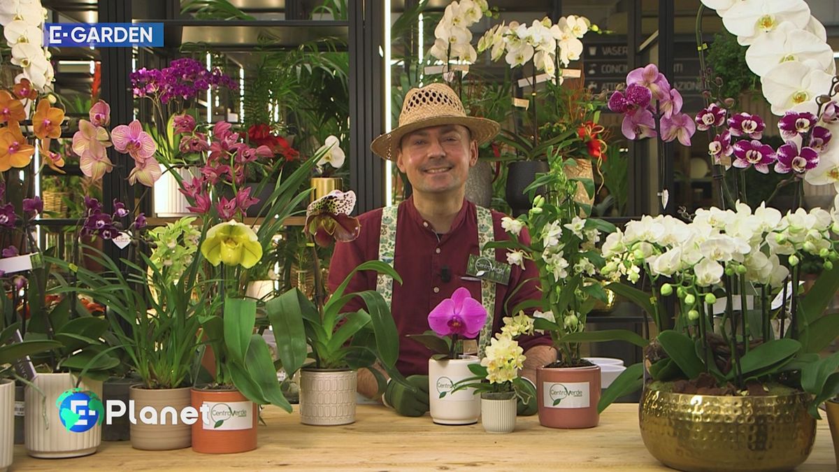 E-garden: le orchidee