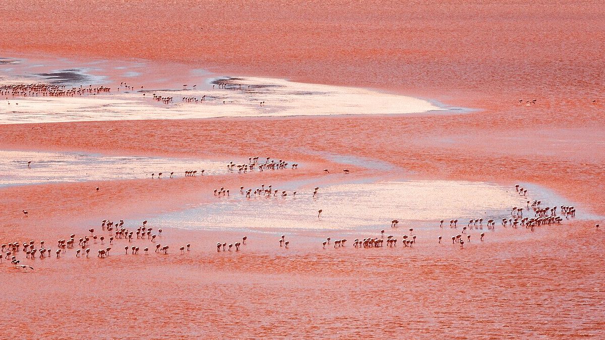  Laguna Colorada, Bolivia