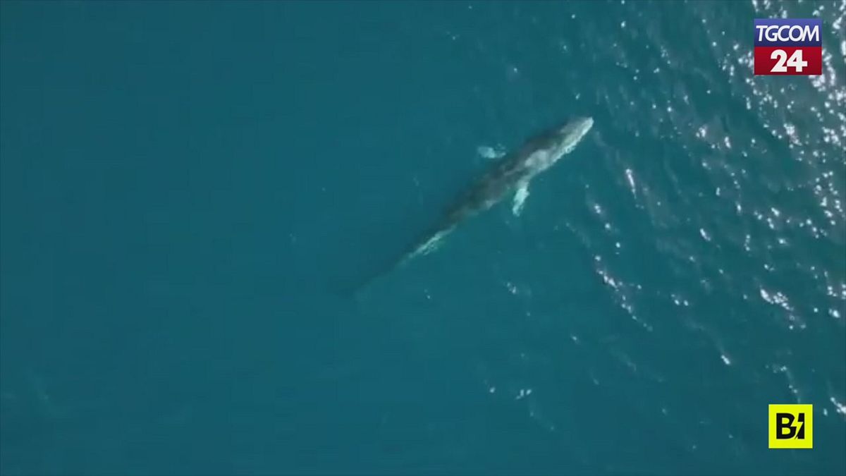 Spettacolo nel Golfo di Taranto, dopo 16 anni avvistata una balenottera