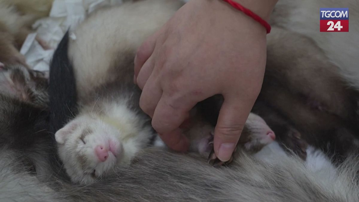 Cina, dai gatti ai suricati: ecco la fiera degli animali domestici di Pechino