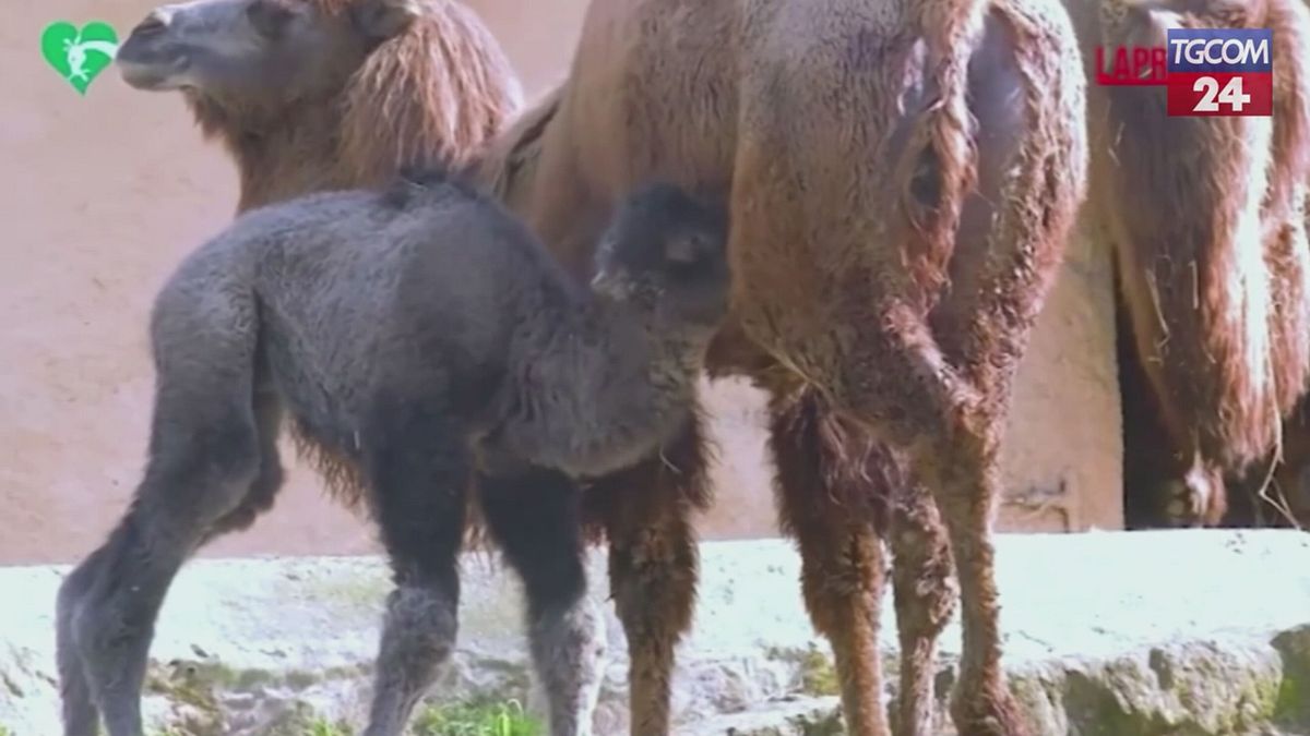 Fiocco azzurro al Bioparco di Roma: è nato Frosy, cucciolo di cammello battriano