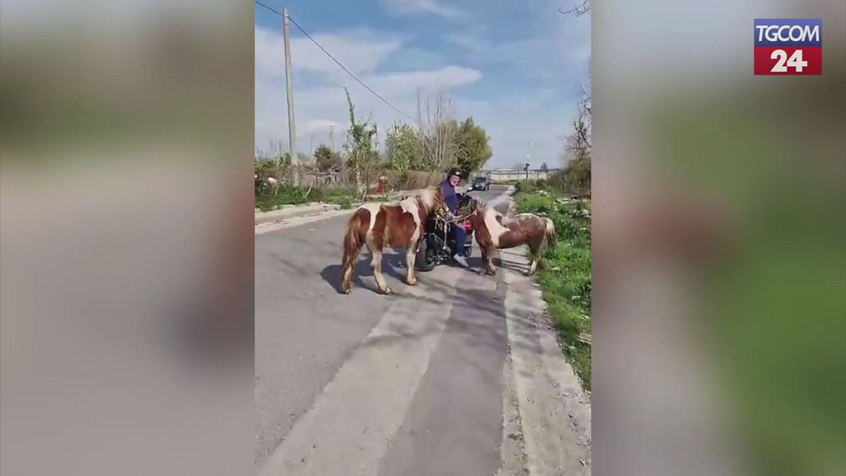 Napoli, in sella ad uno scooter trascina due pony lungo una strada statale