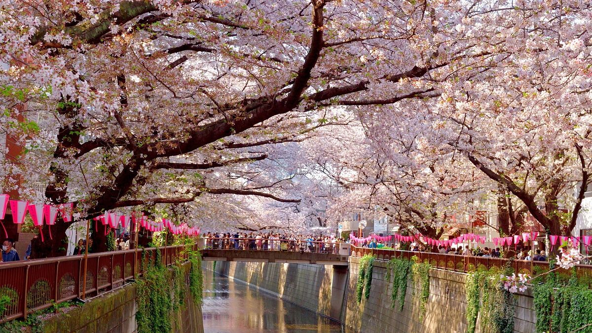 Hanami sul fiume Meguro