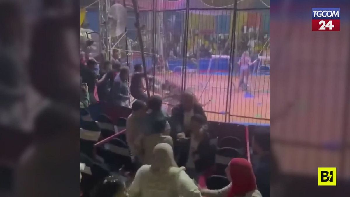 Paura al circo in Egitto: tigre attacca artista circense