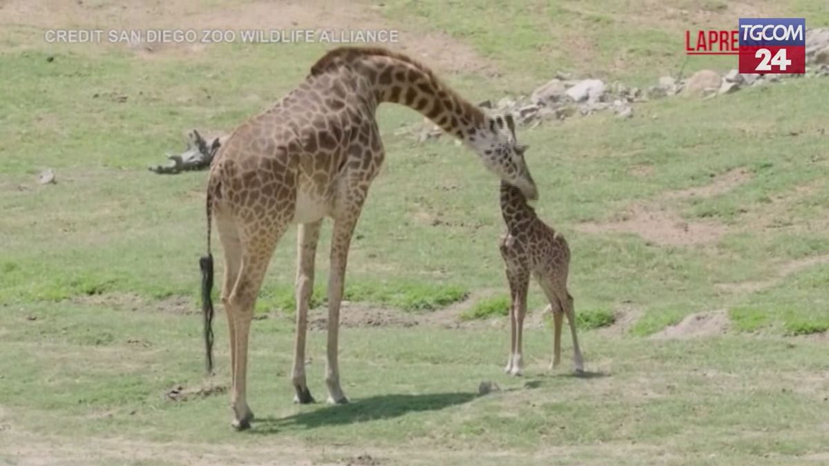La prima apparizione della giraffa Masai