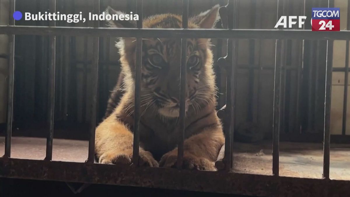 Tigre di Sumatra, la nascita allo zoo alimenta le speranze di una specie
