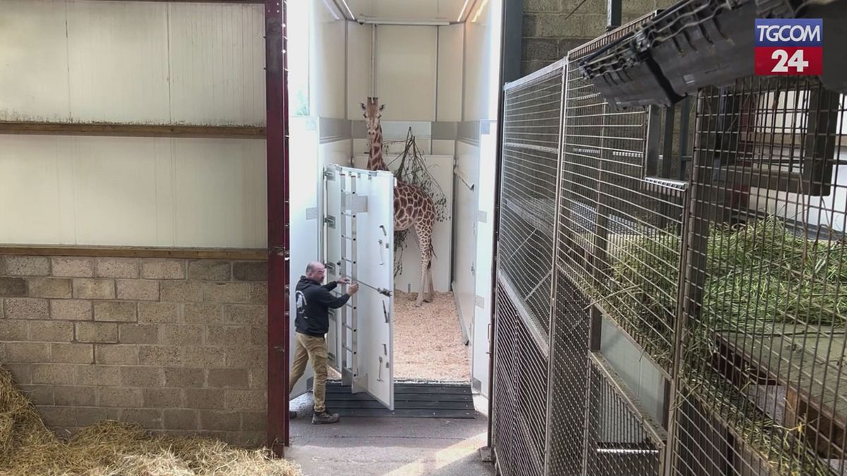 Scozia, al parco arriva una rara giraffa di  Rothschild
