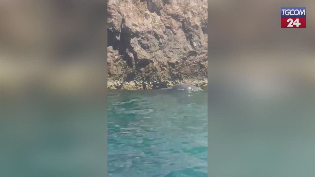 Capri, foca monaca avvistata a pochi metri dalla costa