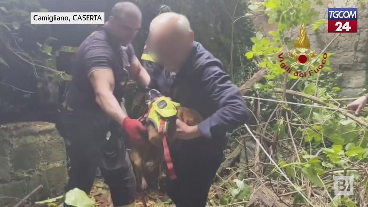 Cagnolino intrappolato in un pozzo, tratto in salvo dopo tre ore