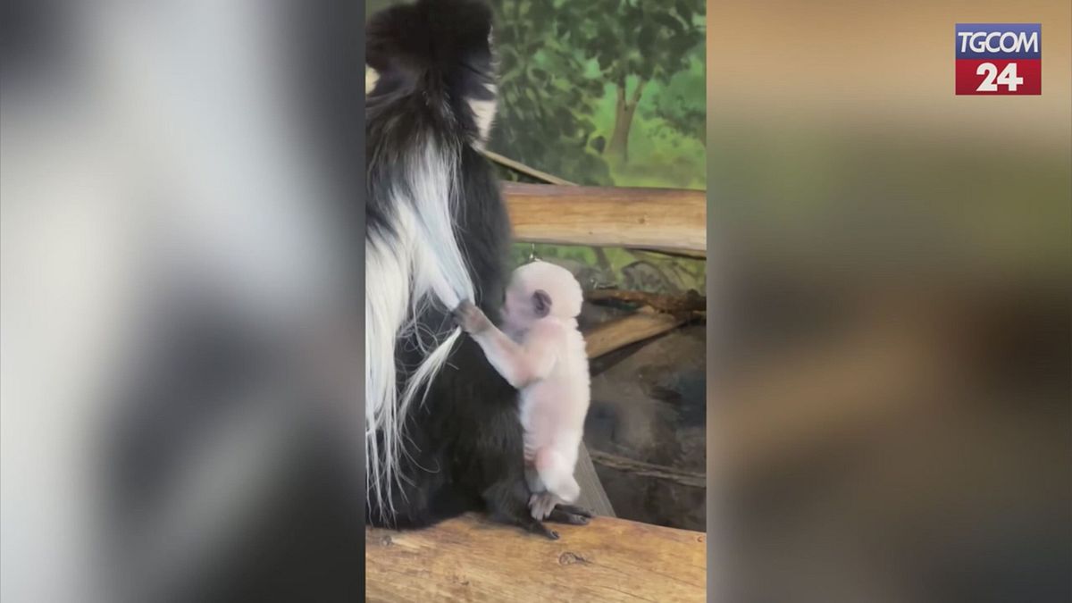È nato un piccolo "re" allo zoo di Hogle: il baby colobo si chiama "Basil"