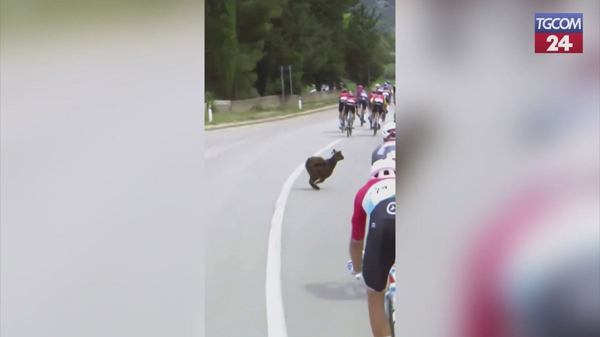 Paura al Giro d'Italia: una capra ha tagliato la strada al gruppo