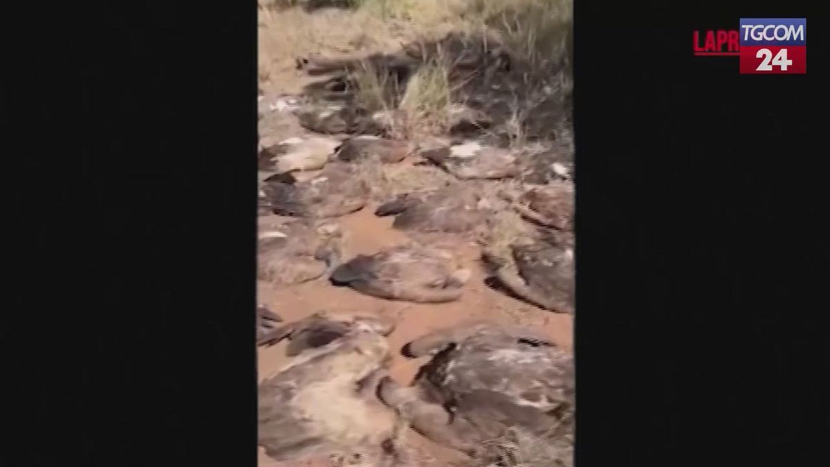 Decine di avvoltoi morti in Sudafrica: avvelenati da un elefante ucciso dai pesticidi