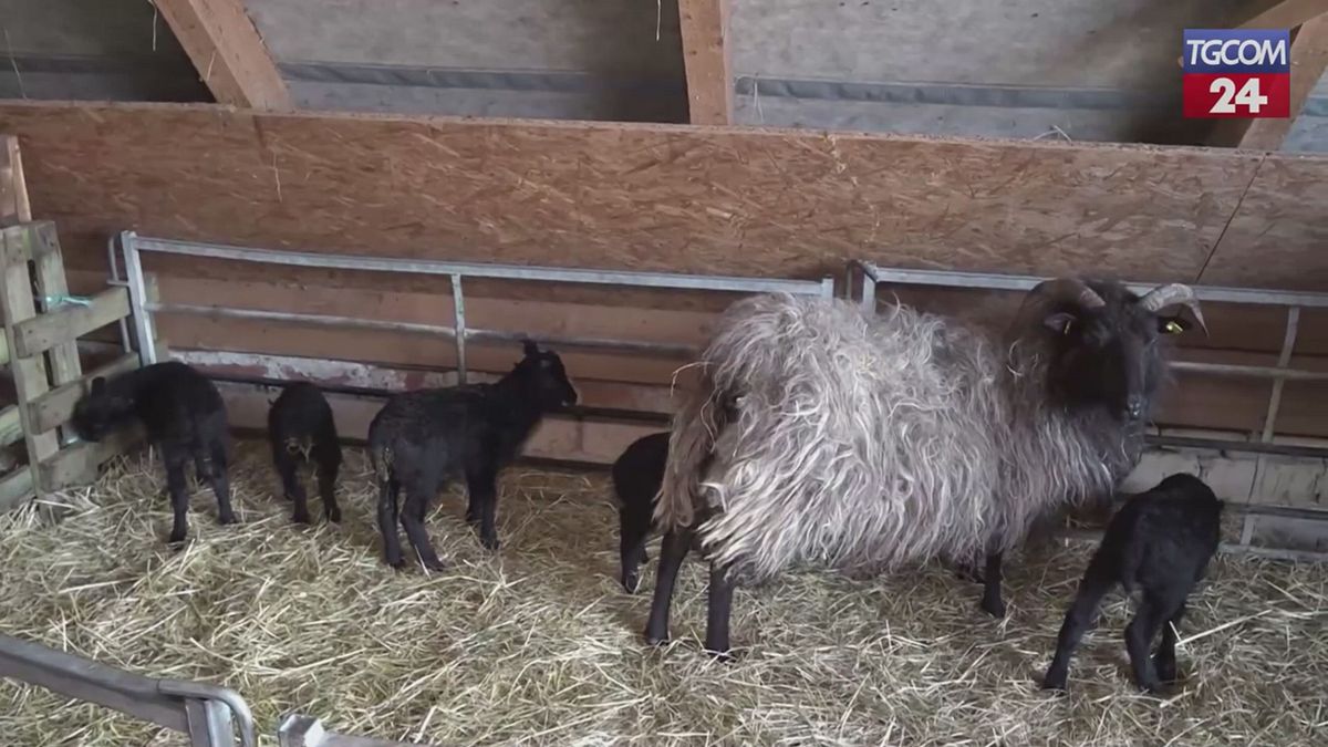 Super parto in una fattoria tedesca, nati 5 agnellini gemelli