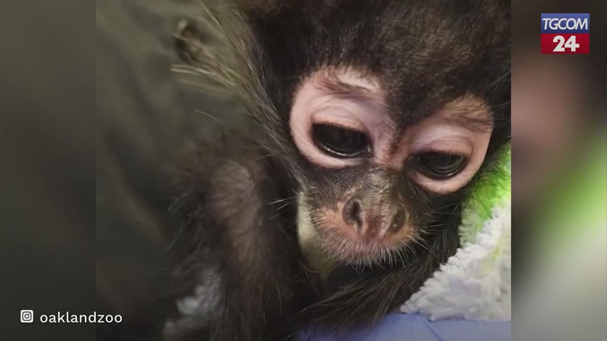 Usa, allo zoo di Oakland un cucciolo di scimmia trovato durante un'operazione antidroga