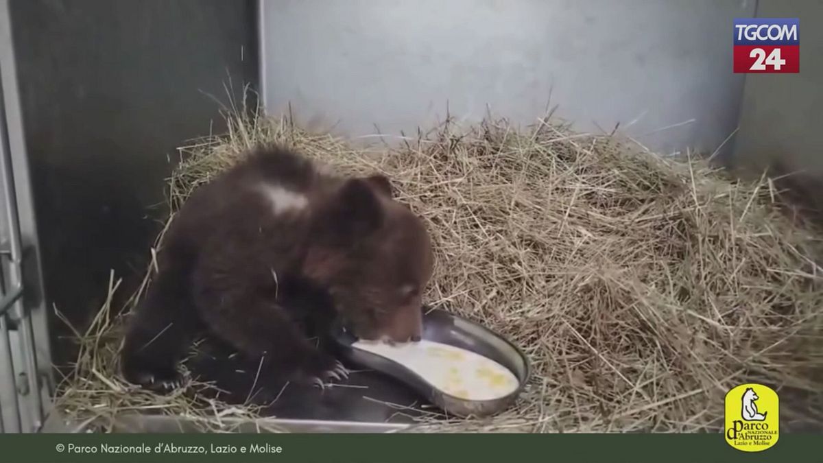 Cucciola d'orso salvata nel Parco Nazionale d'Abruzzo