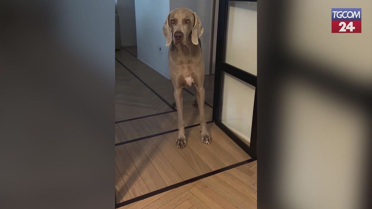 Incidente (da sballo) al parco per la cagnolina di Francesca Ferragni
