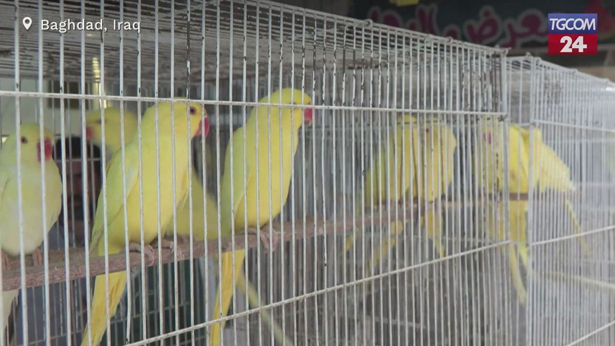 Iraq, a Baghdad il più grande mercato di animali domestici del Paese
