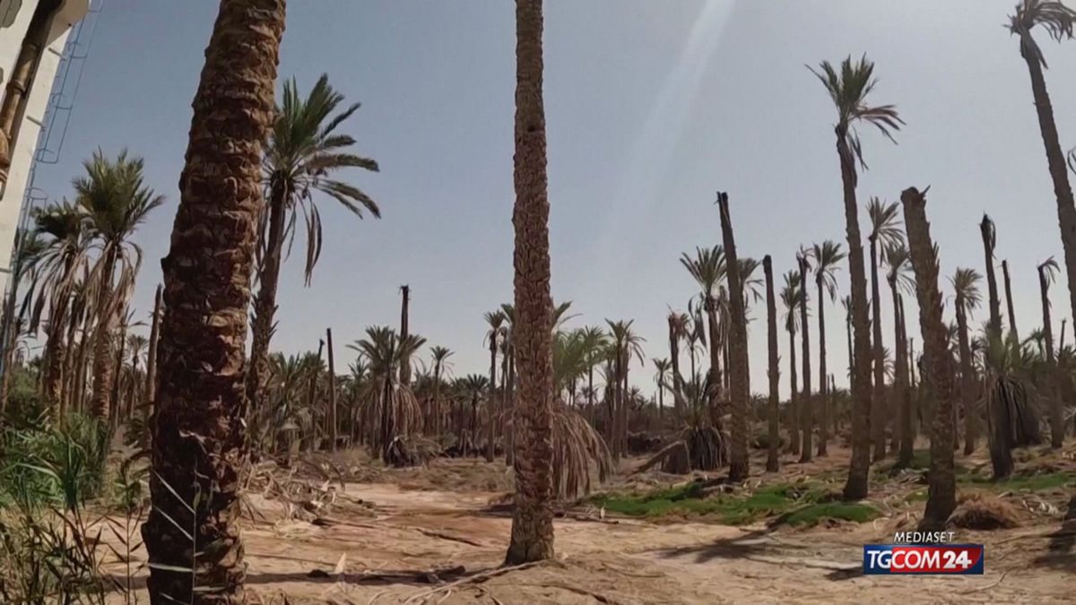 18.00 CAMBIA IL CLIMA, ADDIO BANANE SRV