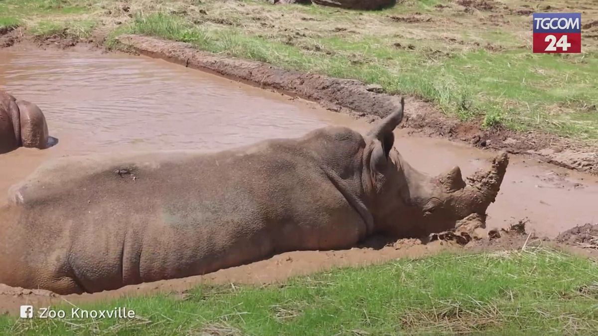 Usa, rinoceronti giocano nel fango in uno zoo del Tennessee