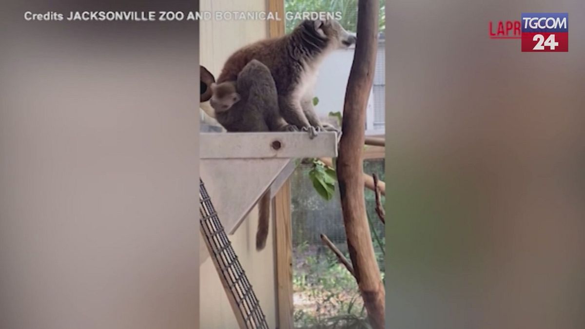 Usa, un nuovo cucciolo di lemure allo zoo: le immagini dalla Florida