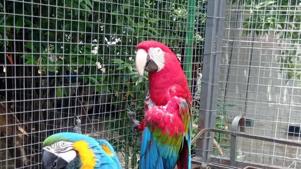  Fifì e Fofò, i due pappagalli ara del gattile Ediga di Palermo