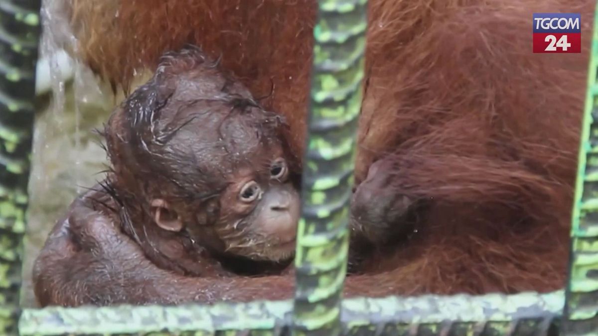 Indonesia, nasce un cucciolo di orango: le coccole con la mamma
