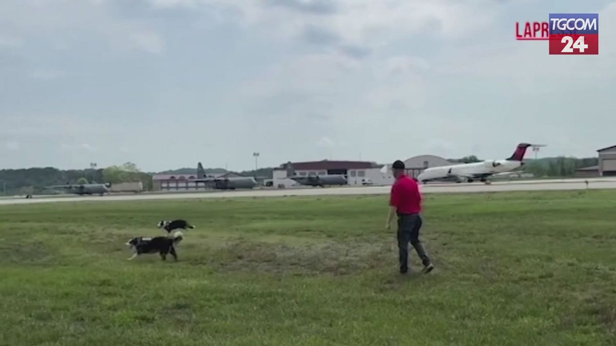 West Virginia, due border collie pattugliano l'aeroporto per evitare i bird strike