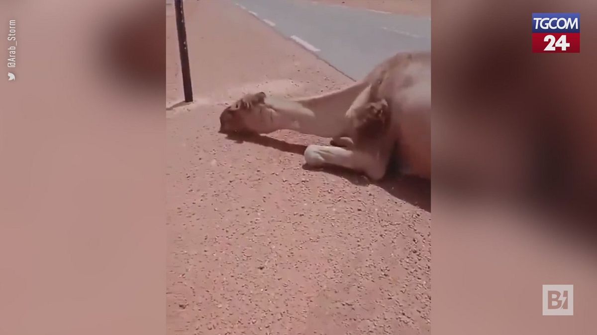 Altissime temperature nella Penisola Arabica, anche il dromedario non resiste al caldo